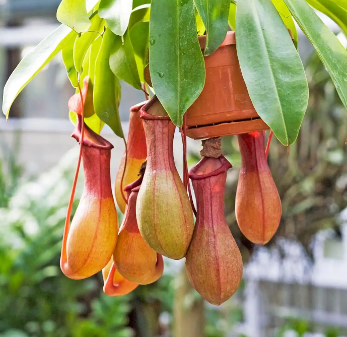 猪笼草养护注意这&ldquo;5点&rdquo;，南方花友闭眼入