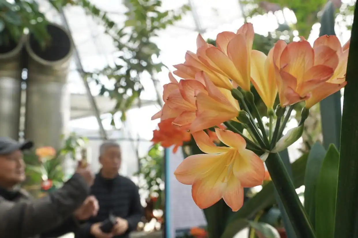 国家植物园首届君子兰展开幕，现场将提供养护咨询