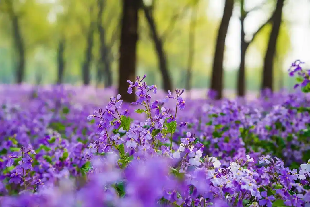 二月兰种子什么时候播种最好，播种的关键点有哪些？