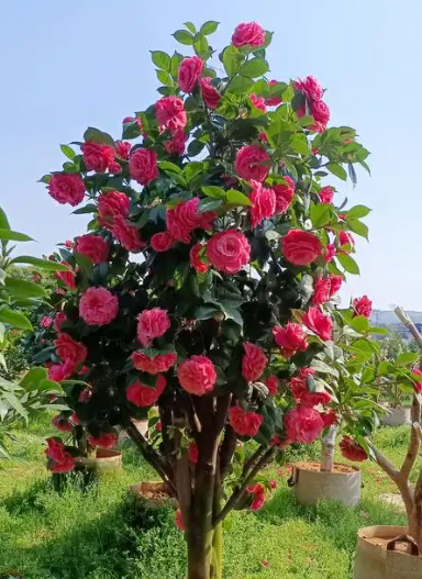 茶花盆栽养护全攻略：六招养出叶茂花繁的茶花