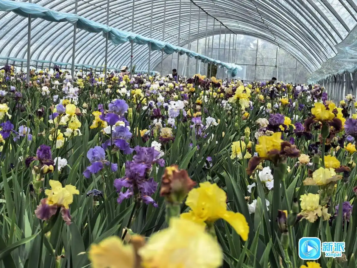 特色花卉种得好卖得俏