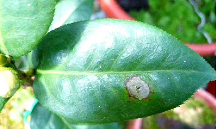 茶花常见病害的防治方法