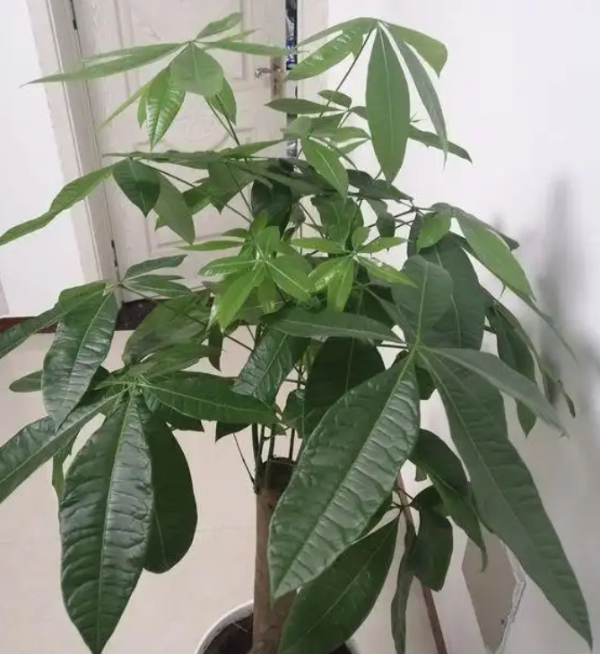 发财树叶子发白长斑怎么办？